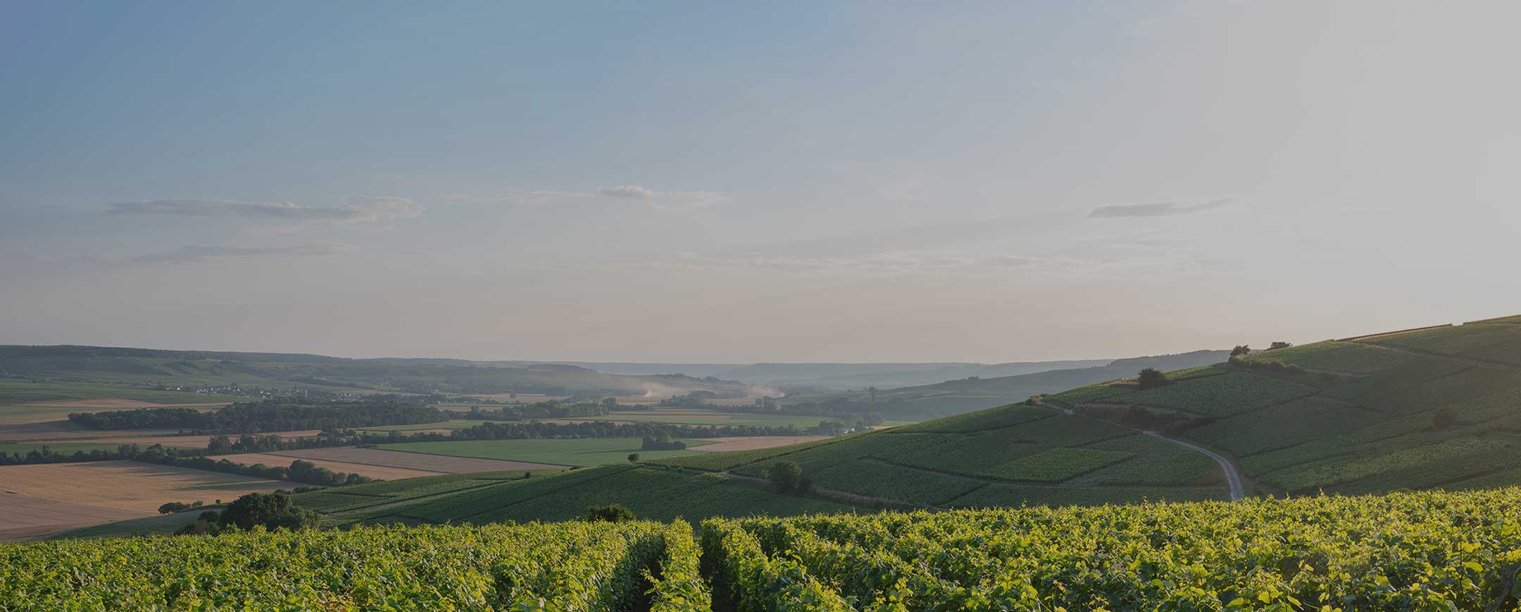 Champagne Justine Cougnet